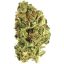 Sativa: SWEET JERSEY 3 (JEAN GUY) Sativa: SWEET JERSEY 3 (JEAN GUY)