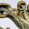 28 Grams Mushroom Deal: Effigen Explosion