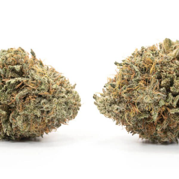 Sativa-Acapulco Gold Sativa-Acapulco Gold - Image 3