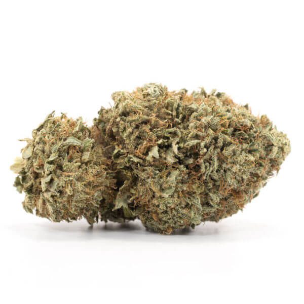 Sativa-Acapulco Gold Sativa-Acapulco Gold