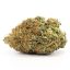 Indica: Comatose Indica: Comatose