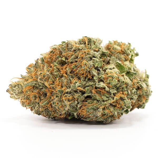 Indica: Comatose Indica: Comatose