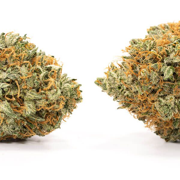 Indica: Comatose Indica: Comatose - Image 3