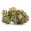 Hybrid-Critical Kush
