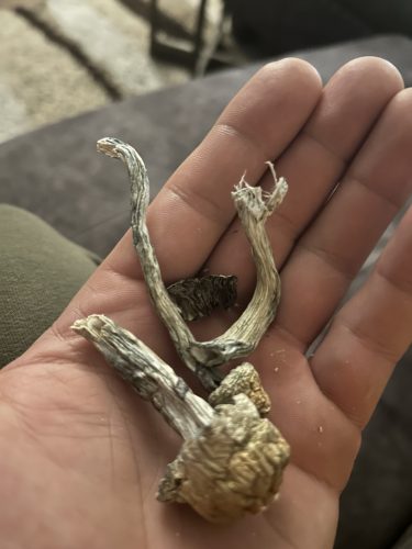 Dried Psilocybin Mushrooms – Golden Teacher photo review