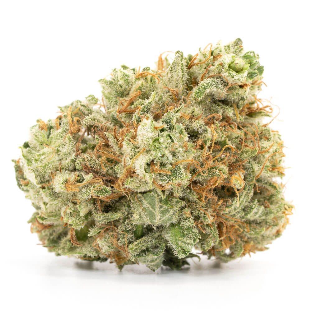Hybrid-Lemon Frost Hybrid-Lemon Frost