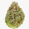 Indica - Pink Rockstar