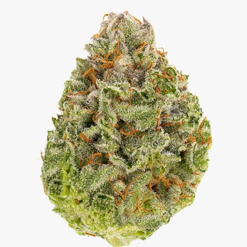 Indica - Pink Rockstar