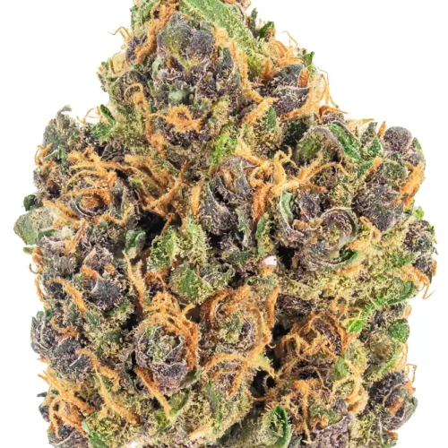 Sativa-Purple Tangie