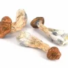Penis Envy Shrooms