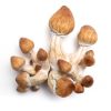 Dried Psilocybin Mushrooms – Hawaiian