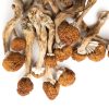 Dried Psilocybin Mushrooms – Golden Teacher Dried Psilocybin Mushrooms – Golden Teacher