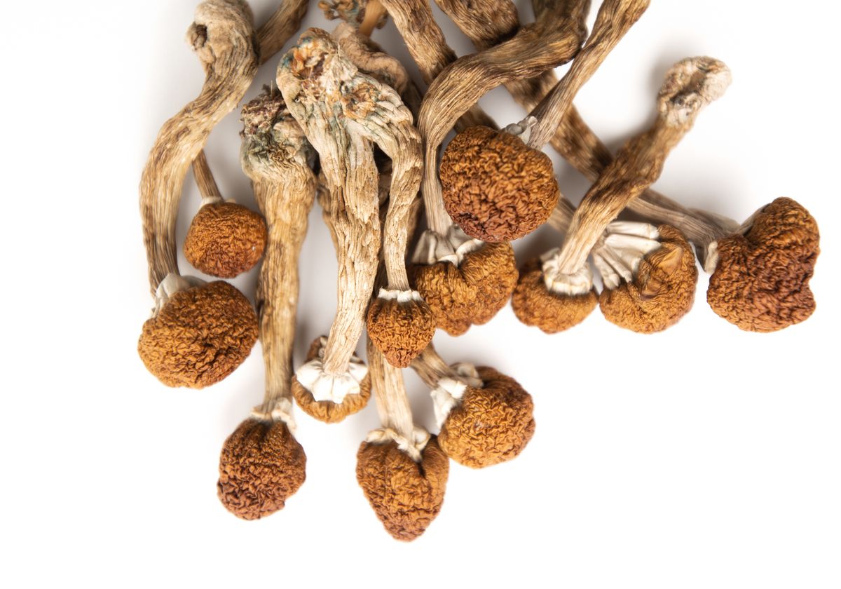 Dried Psilocybin Mushrooms – Golden Teacher Dried Psilocybin Mushrooms – Golden Teacher