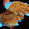 Slurricane Shatter
