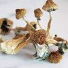 Cubensis B+
