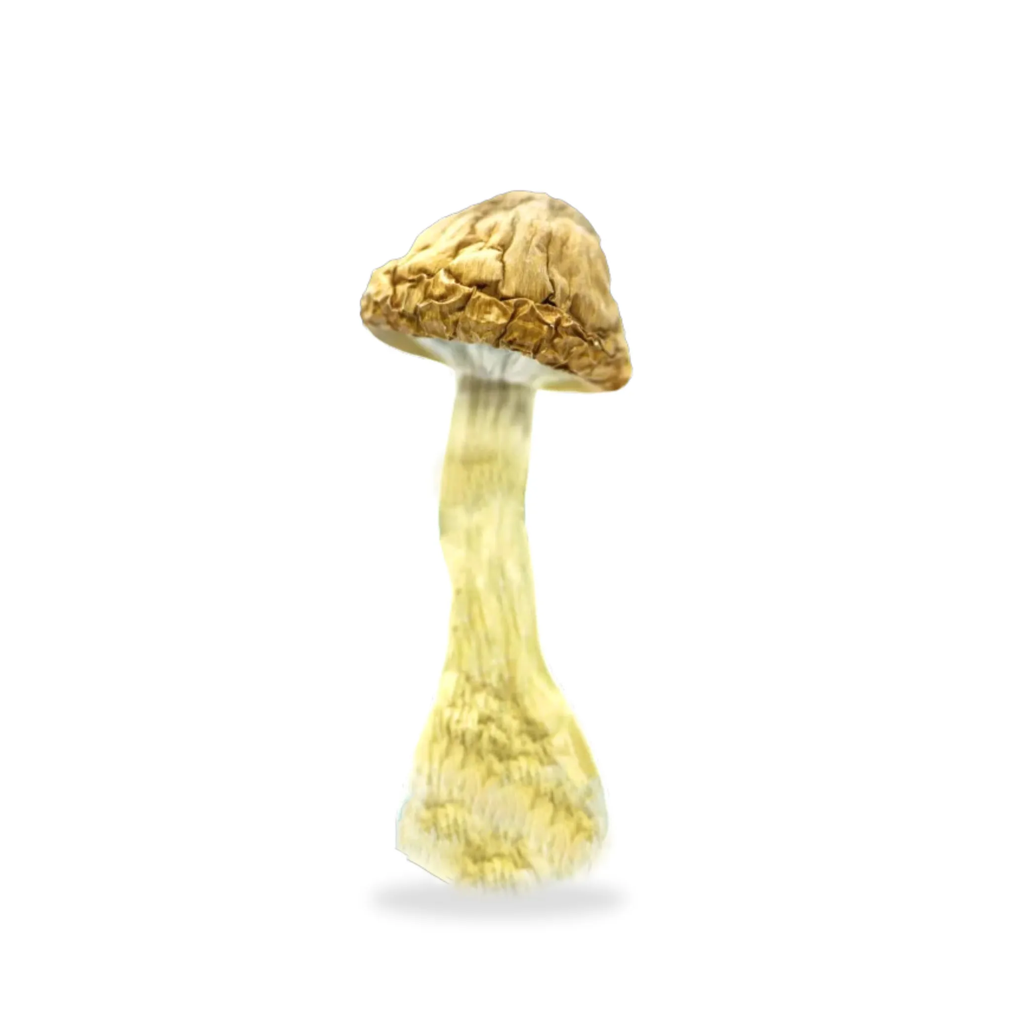 Happikush Cannabis Victoria's #1 Weed Delivery | Fast Cannabis Delivery | HappiKush Cannabis Weed Delivery Victoria BC Mushrooms