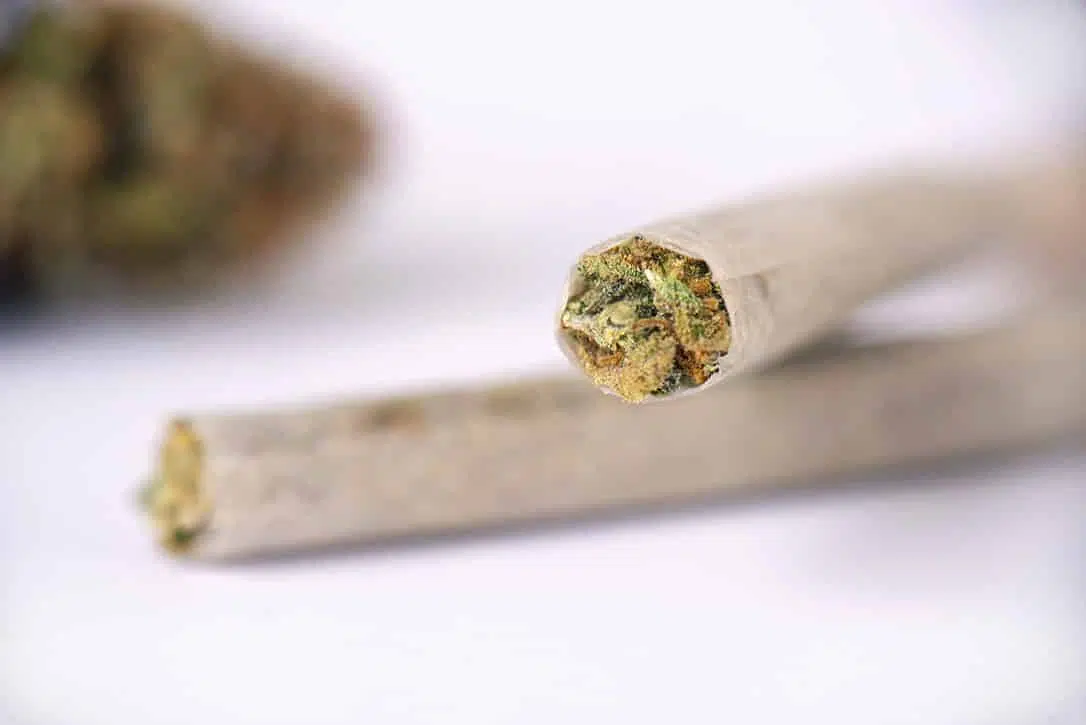 GrinchBud- Regular Sativa Joint GrinchBud- Regular Sativa Joint