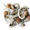 Crazy Train Magic Mushrooms